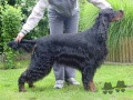 Pedigree LAURELHACH ILLUSTRIOUS Pedigree LAURELHACH ILLUSTRIOUS